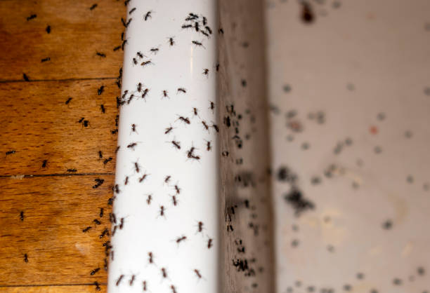 Best Exterminator Services  in Whitestown, IN
