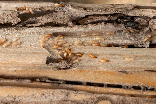 Best Affordable Pest Control Services  in Whitestown, IN